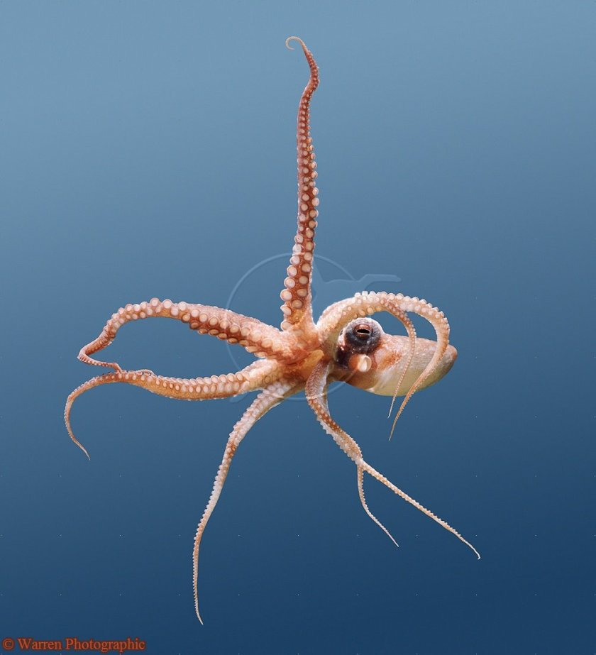 Octopus (Octopus macropus).